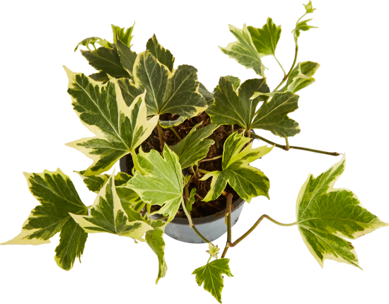 Хедера Хеликс микс ø8 h20 см