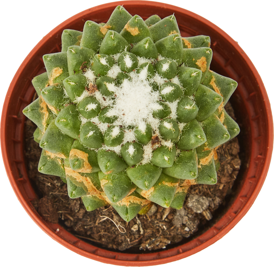 Кактус микс ø5 h5-10 см