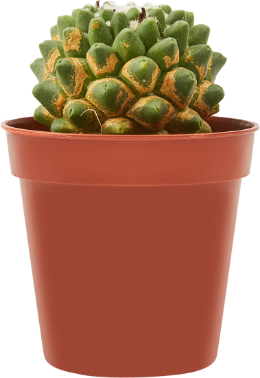 Кактус микс ø5 h5-10 см