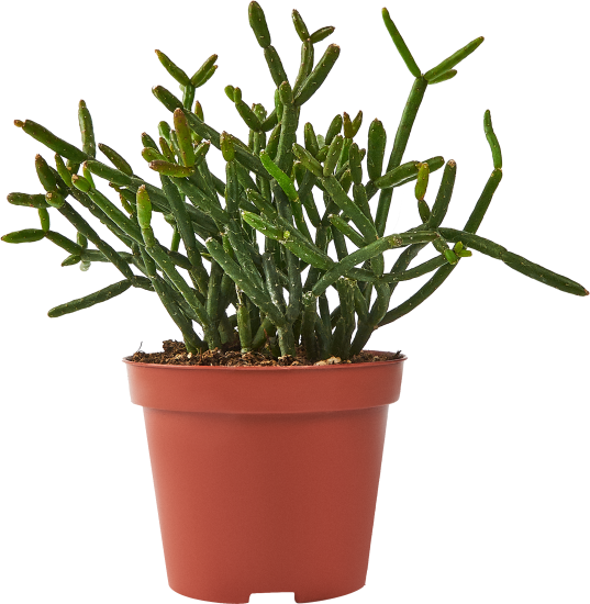 Рипсалис микс ø8 h15 см