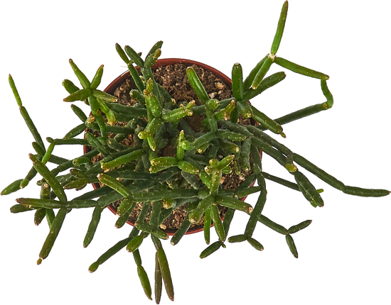 Рипсалис микс ø8 h15 см