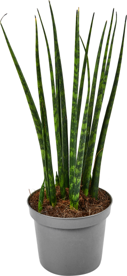 Сансевиерия Фернвуд ø9 h25 см