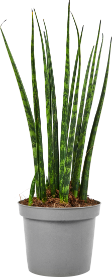 Сансевиерия Фернвуд ø9 h25 см