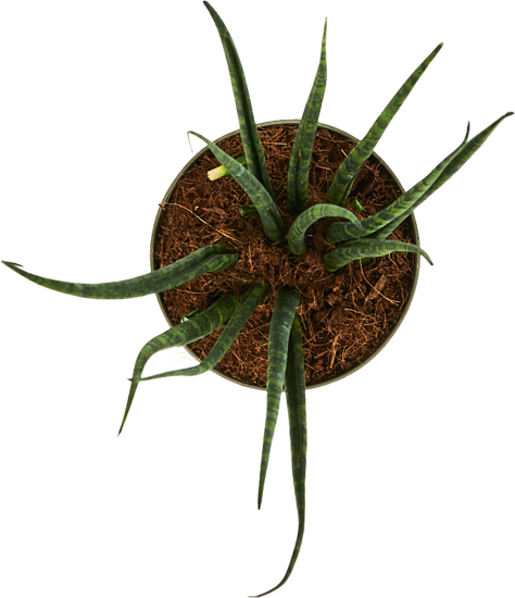 Сансевиерия Фернвуд ø9 h25 см