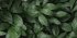 Стеновая панель Botanical Gar 120x0.4x60 см алюминий цвет зеленый