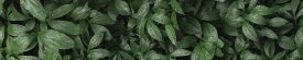Стеновая панель Botanical Gar 300x0.4x60 см алюминий цвет зеленый