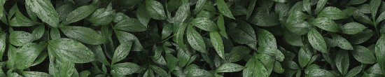 Стеновая панель Botanical Gar 300x0.4x60 см алюминий цвет зеленый
