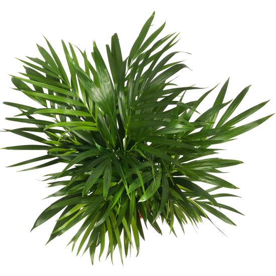 Хризалидокарпус Арика 21x100 см