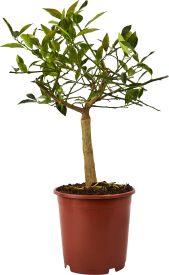 Цитрус микс ø21 h70 см