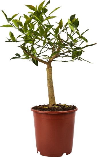 Цитрус микс ø21 h70 см