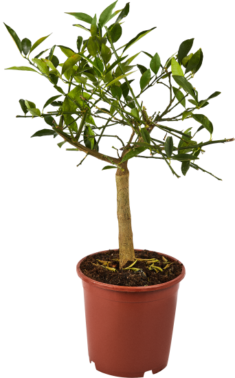 Цитрус микс ø21 h70 см