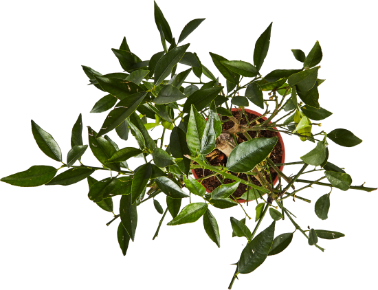 Цитрус микс ø21 h70 см