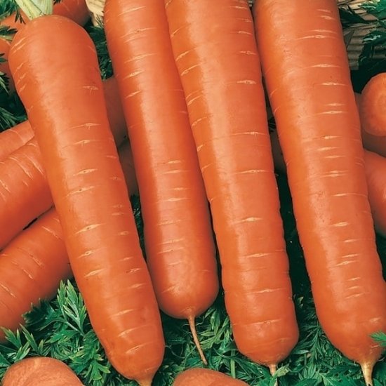 Семена Морковь Тушон Agroni