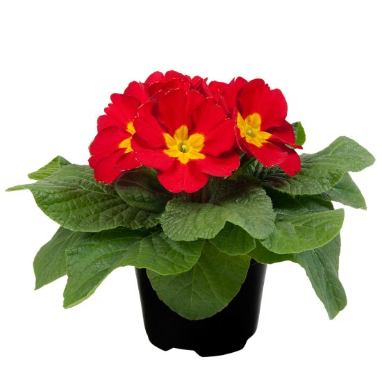 Примула 11x15 см