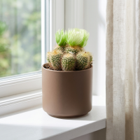 Кактус микс ø5 h10 см Росток