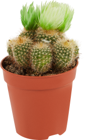 Кактус микс ø5 h10 см Росток