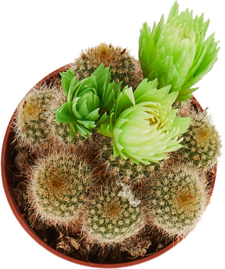 Кактус микс ø5 h10 см Росток