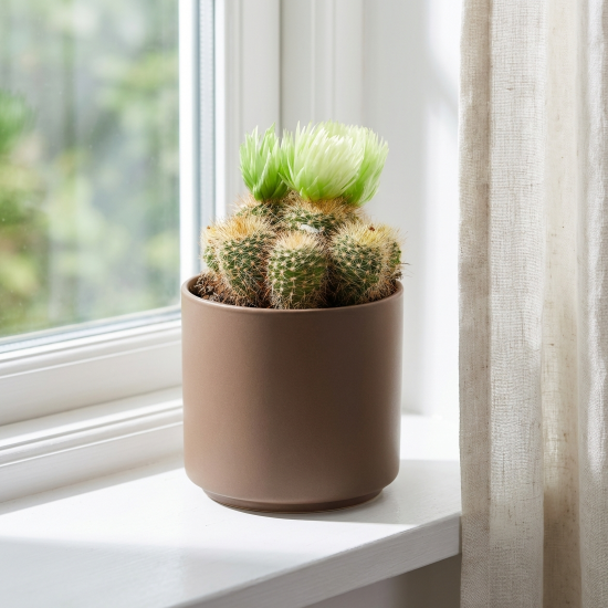 Кактус микс ø5 h10 см Росток