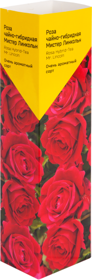Роза «Чайно-Гибрид» эконом, в ассортименте