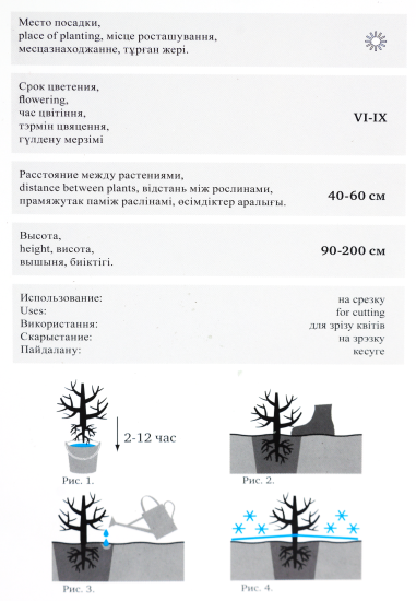 Роза «Чайно-Гибрид» эконом, в ассортименте