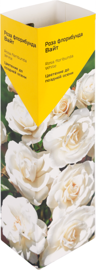 Роза«Флорибунда» эконом, в ассортименте