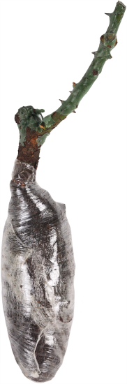 Роза«Флорибунда» эконом, в ассортименте