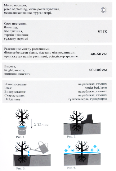 Роза«Флорибунда» эконом, в ассортименте