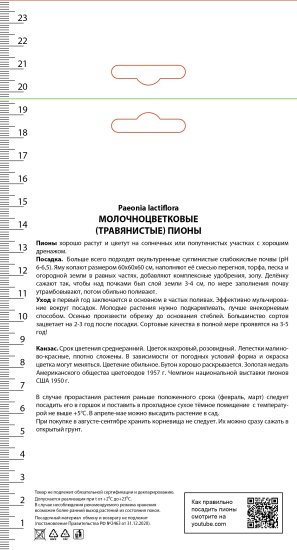 Пион молочноцветковый травянистый «Канзас» разбор 1-2