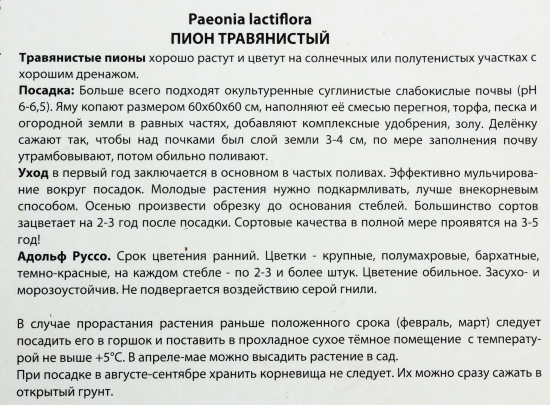 Пионы травянистые «Адольф Руссо», 1 шт.