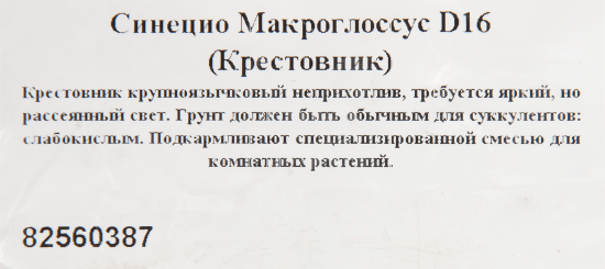 Крестовник крупноязычковый d16 h25