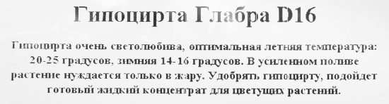 Гипоцирта Микс 16x25 см