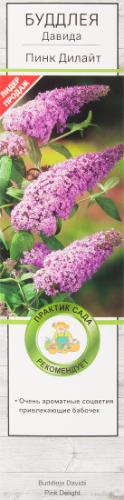 Буддлея Давида Пинк Дилайт
