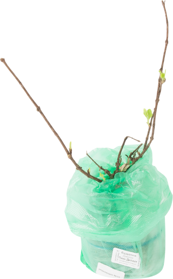 Буддлея Давида Пинк Дилайт