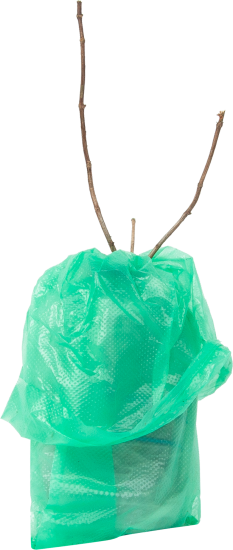 Гортензия метельчатая Сильвер Доллар