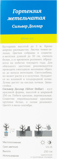 Гортензия метельчатая Сильвер Доллар