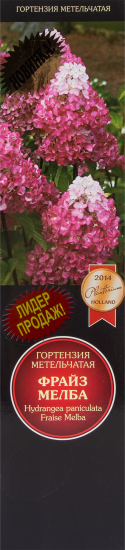 Гортензия метельчатая Фрайз Мелба