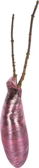 Гортензия метельчатая Фрайз Мелба