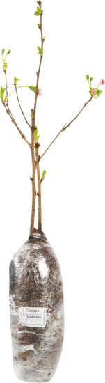 Сакура Ошидори в тубе Поиск Инвест