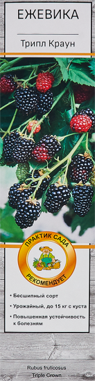 Ежевика Трипл Краун в тубе Поиск Инвест