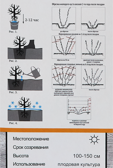 Виноград плодовый Ливия h60 см