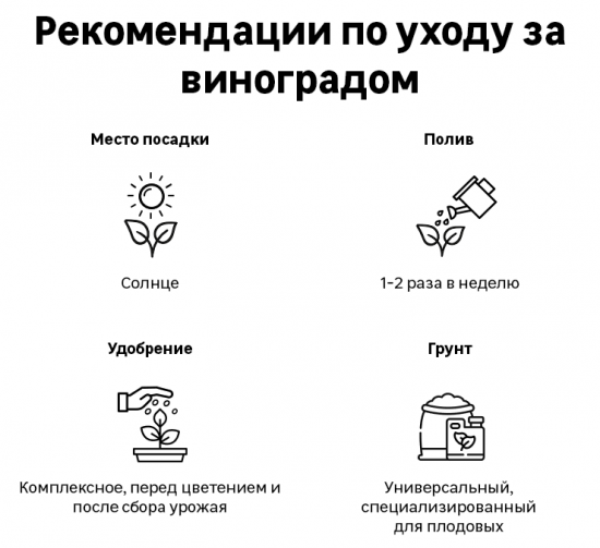 Виноград плодовый Ливия h60 см