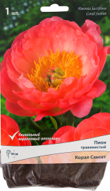 Пионы травянистые «Корал Сансет», 1 шт.