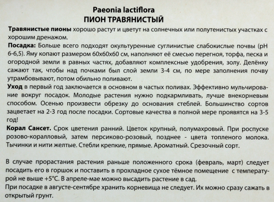 Пионы травянистые «Корал Сансет», 1 шт.