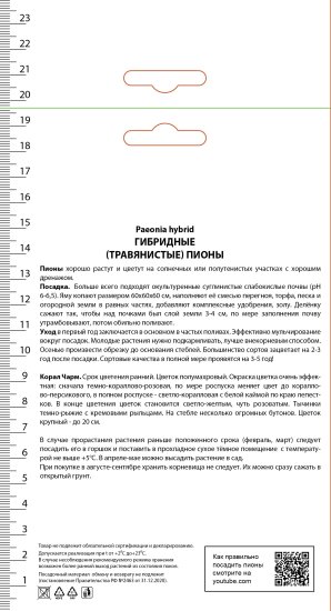 Пион молочноцветковый травянистый «Корал Чарм» разбор 1-2