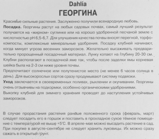 Георгина декоративная Акита луковица I