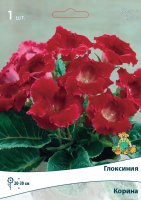 Глоксиния Корина луковица 5/6