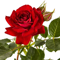 Роза штамбовая Серия Дворцы Мира ø17.5 h60 см