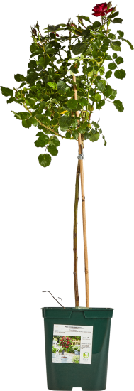 Роза штамбовая Серия Дворцы Мира ø17.5 h60 см