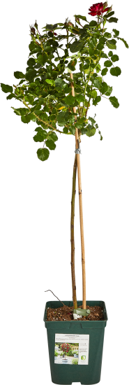 Роза штамбовая Серия Дворцы Мира ø17.5 h60 см