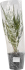 Финик Канарский ø14 h50 см